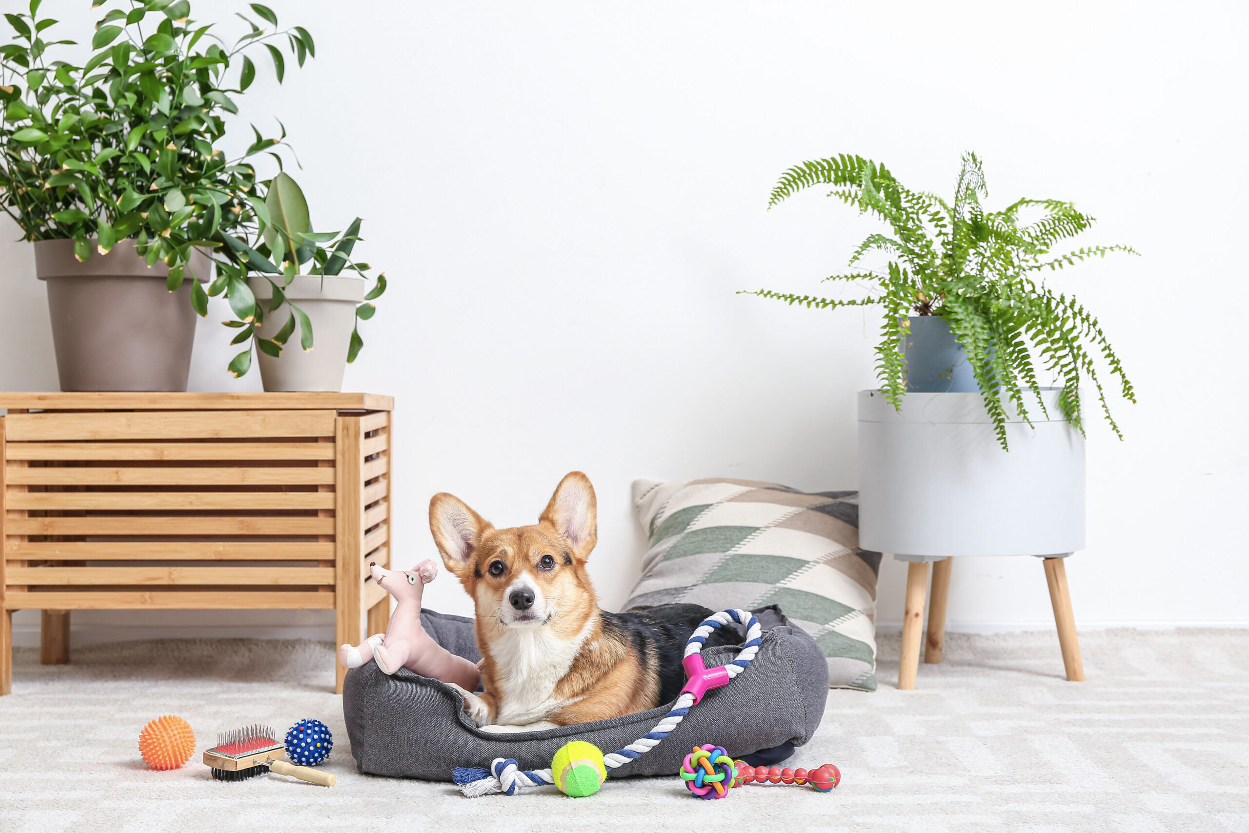 Corgi sitting in a dog bed surrounded by toys with plants in the background.